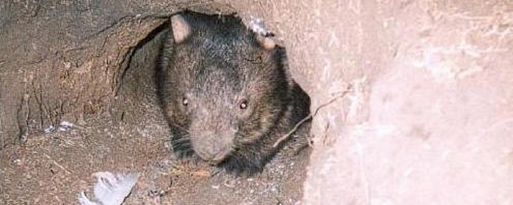 Wombat Creek Wildlife Refuge