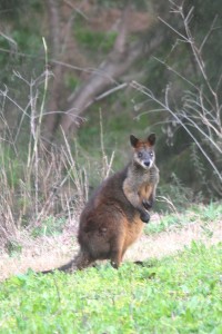 Brush- tailed Rock Wallaby