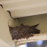 nest up above our front door - mum swallow sitting on her eggs