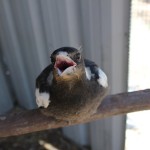 magpie asking for food