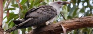 channel-billed cuckoo perched photo by Birds Australia