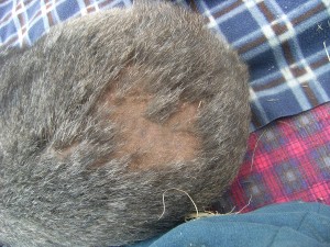 Fidel's attack patch. The fur will grow back a slightly different colour so we will able to recognise him!
