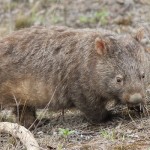 This wombat has been treated.