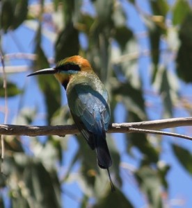 bee eater perched