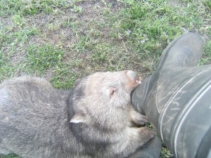 wombat antics  - boot attack