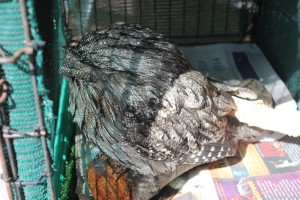 not well - Tawny Frogmouth in care 