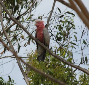 Galah released  - happy to be up and away!