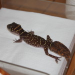 smooth knob-tailed gecko