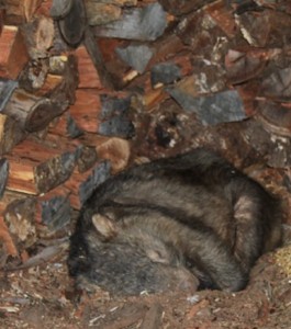 wombat in the woodpile