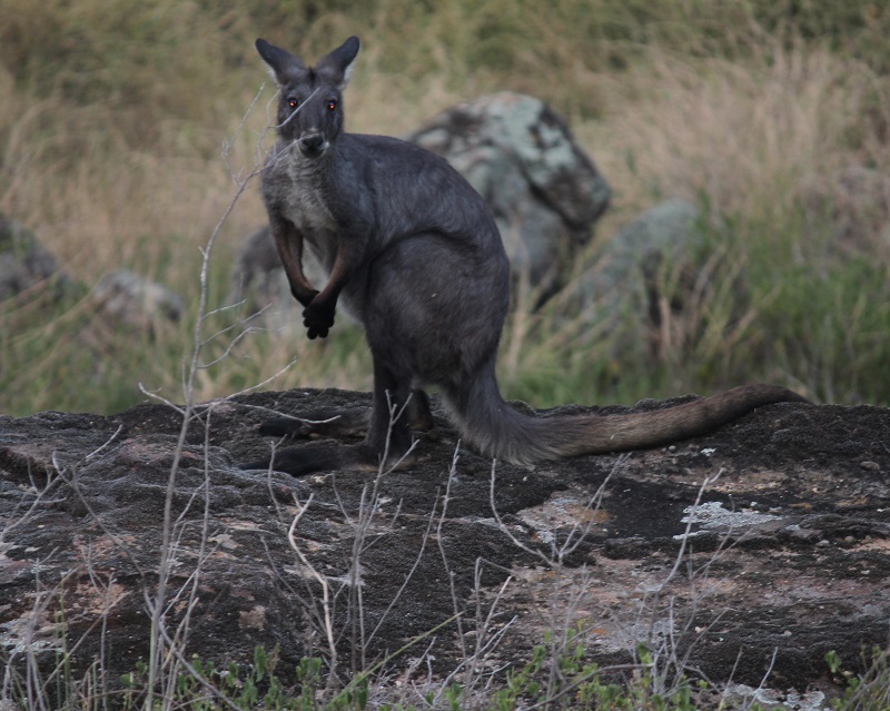 magnificent big Wally on the rocks watching me on the back veranda